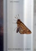 �R�`���o�l�Z�Z��