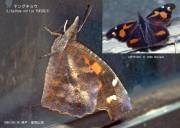 �e���O�`���E