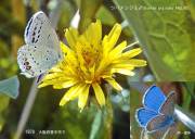 �c�o���V�W�~