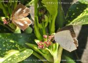 �E���M���V�W�~