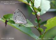 �E���S�}�_���V�W�~