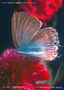 �{���ƃE���i�~�V�W�~