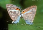 �E���i�~�V�W�~�̌��