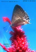 �E���i�~�V�W�~�Ƌ�