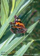 �A�J�^�e�n