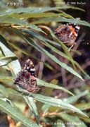 �A�J�^�e�n�Q�C