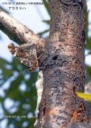 �A�J�^�e�n���t