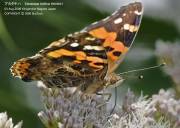 �A�J�^�e�n�W�O�U�R