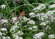 �A�J�^�e�n