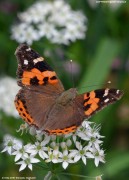 �A�J�^�e�n