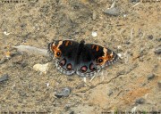 �A�I�^�e�n���h�L