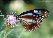 �A�T�M�}�_��