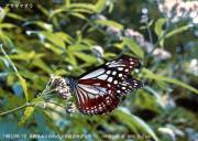 �A�T�M�}�_���ؖ�