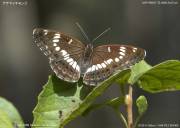 �A�T�}�C�`�����W�P�Q�O�W