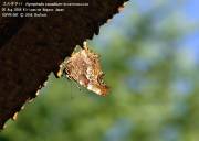 �G���^�e�n�W�U�U�X