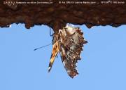 �G���^�e�n�W�U�W�Q