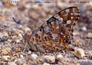 �q���A�J�^�e�n�P