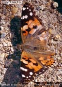 �q���A�J�^�e�n�Q