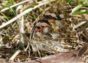 �q���A�J�^�e�n