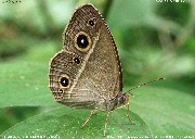 �q���W���m��