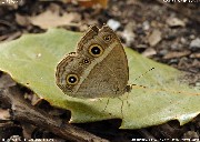 �q���W���m��