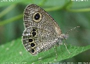 �q���E���i�~�W���m��