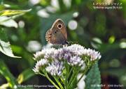 �q���E���i�~�W���m���V�W�W�U