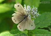 �q���E���i�~�W���m���W�O�W�S