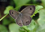 �q���E���i�~�W���m���X�Q�X�Q