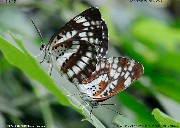 �z�V�~�X�W