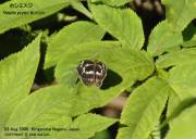 �z�V�~�X�W�W�Q�P�T