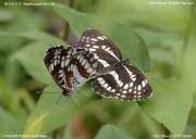 �z�V�~�X�W�X�Q�T�T