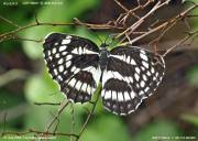 �z�V�~�X�W�X�S�U�U