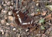 �C�`�����W�`���E�T