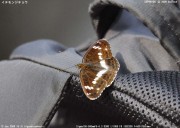 �C�`�����W�`���E