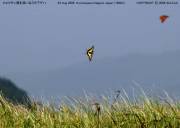 �L�A�Q�n�W�Q�T�S