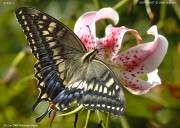 �L�A�Q�n�X�W�V�X