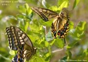 �L�A�Q�n�X�W�X�R