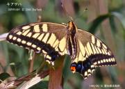 �L�A�Q�n������