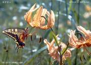 �L�A�Q�n�ƃ���