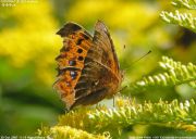 �L�^�e�n�P�V�Q�P