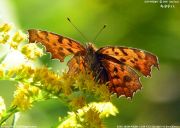 �L�^�e�n�P�V�T�Q