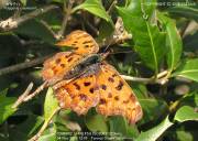 �L�^�e�n�Q