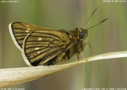 �R�`���o�l�Z�Z��