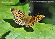 �R�q���E�����V�W�U�R