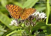 �R�q���E�����W�S�R�P