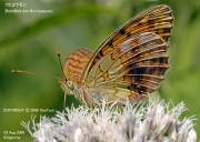 �R�q���E�����W�S�R�X