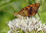 �R�q���E�����W�S�S�O