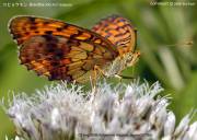 �R�q���E�����W�S�S�S