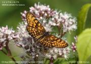 �R�q���E�������h�L�V�X�Q�R